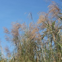 Phragmites karka (Retz.) Trin. ex Steud.